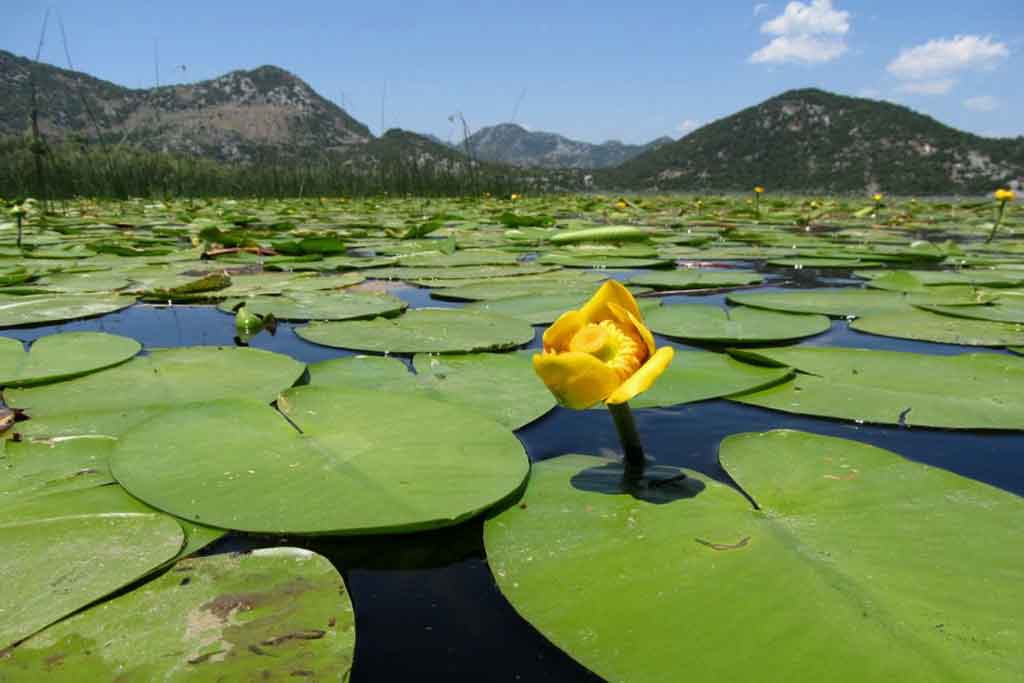 Lake Shkoder